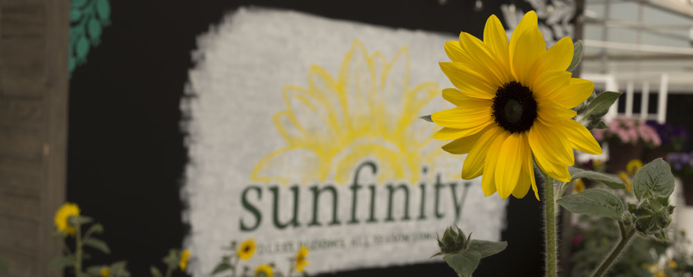 Sunfinity Sunflower And A Sign With The Sunfinity Logo