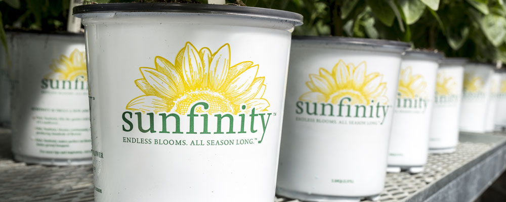 Sunfinity Sunflower in Branded White Pot