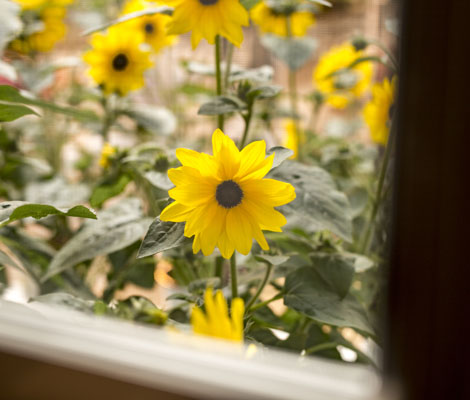Sunfinity Sunflower viewed from your window