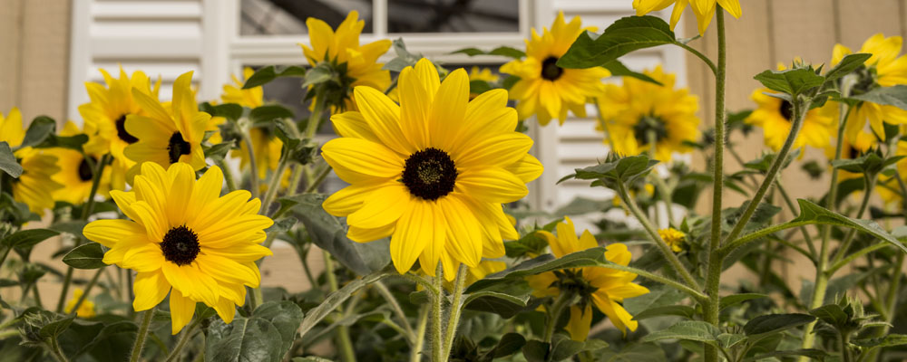 Sunfinity Sunflower Planted in Front of Barn Door Shutters